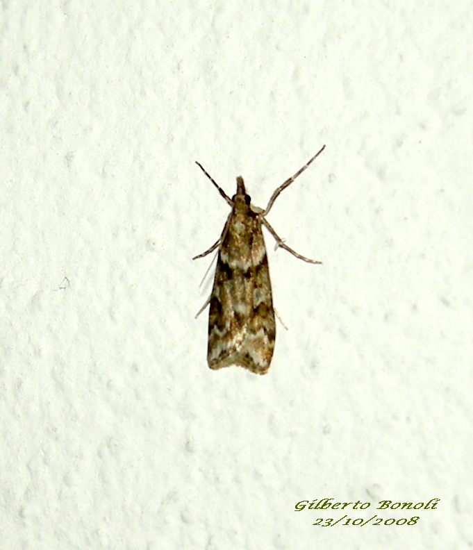 Eudonia sp.? - S