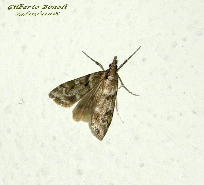 Eudonia sp.? - S