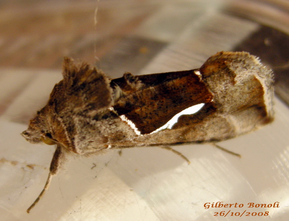 Macdunnoughia confusa (Noctuidae)