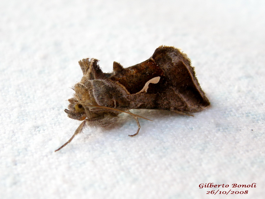 Macdunnoughia confusa (Noctuidae)