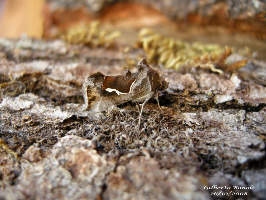 Macdunnoughia confusa (Noctuidae)