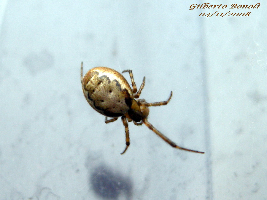 Zygiella sp.