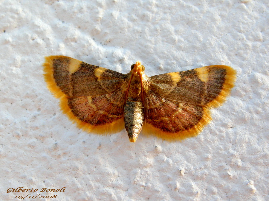 Hypsopygia costalis