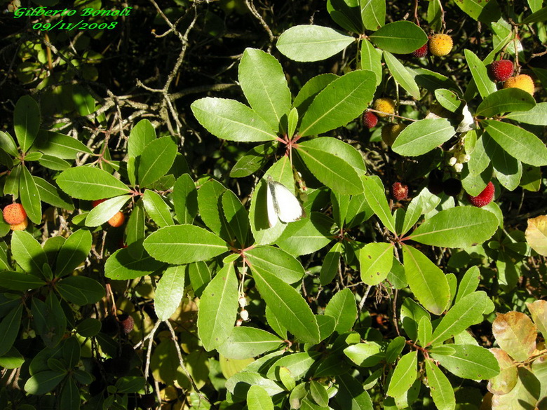 Arbutus unedo / Corbezzolo
