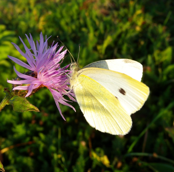 Pieris rapae ? - S