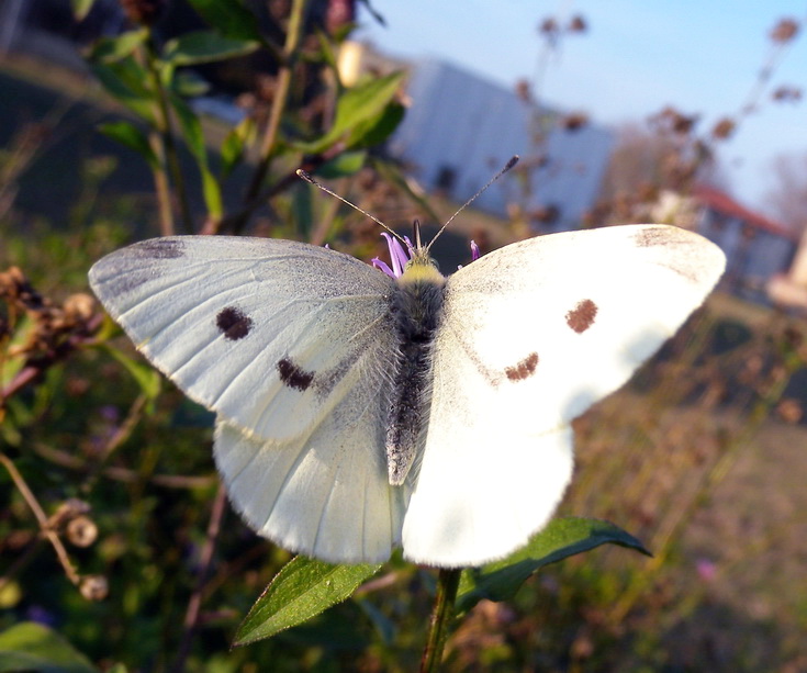 Pieris rapae ? - S