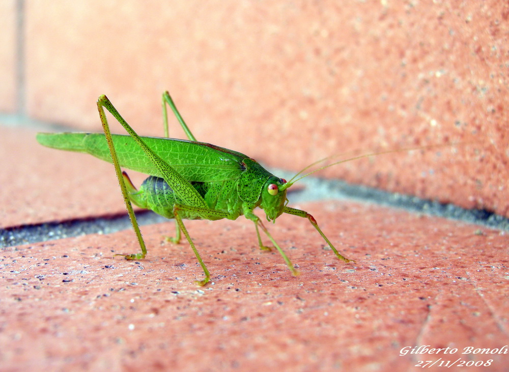 Phaneroptera nana
