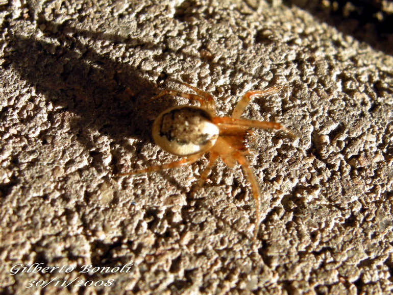 Zygiella sp.