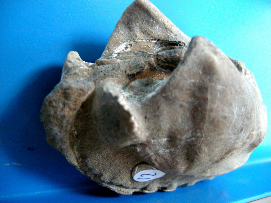 Aiuto identificazione