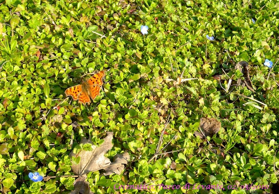 fiorellini azzurri - Veronica sp.