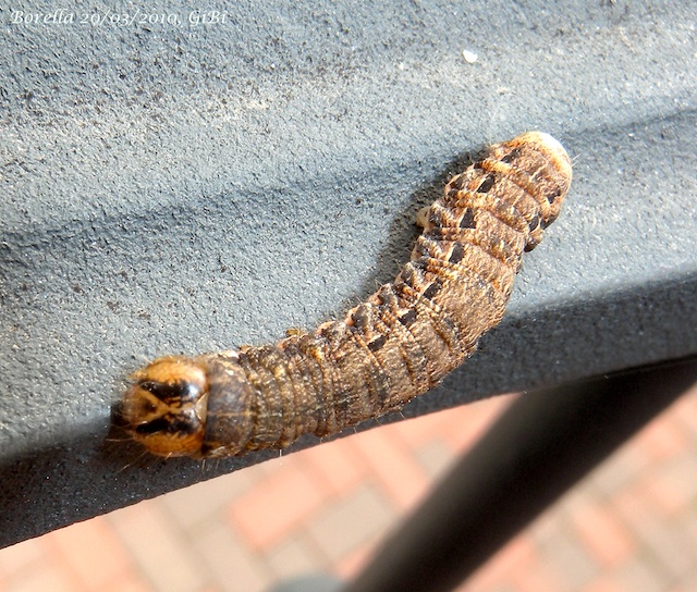 Larva da identificare