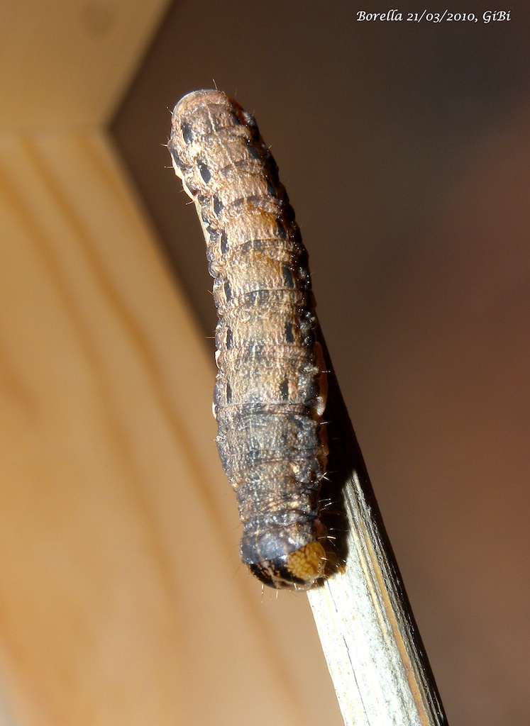 Larva da identificare