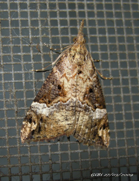 Hypena obsitalis