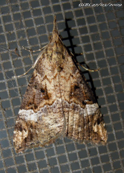 Hypena obsitalis