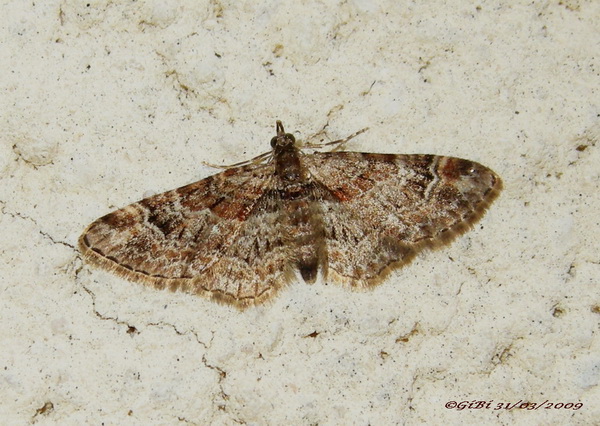 Gymnoscelis rufifasciata