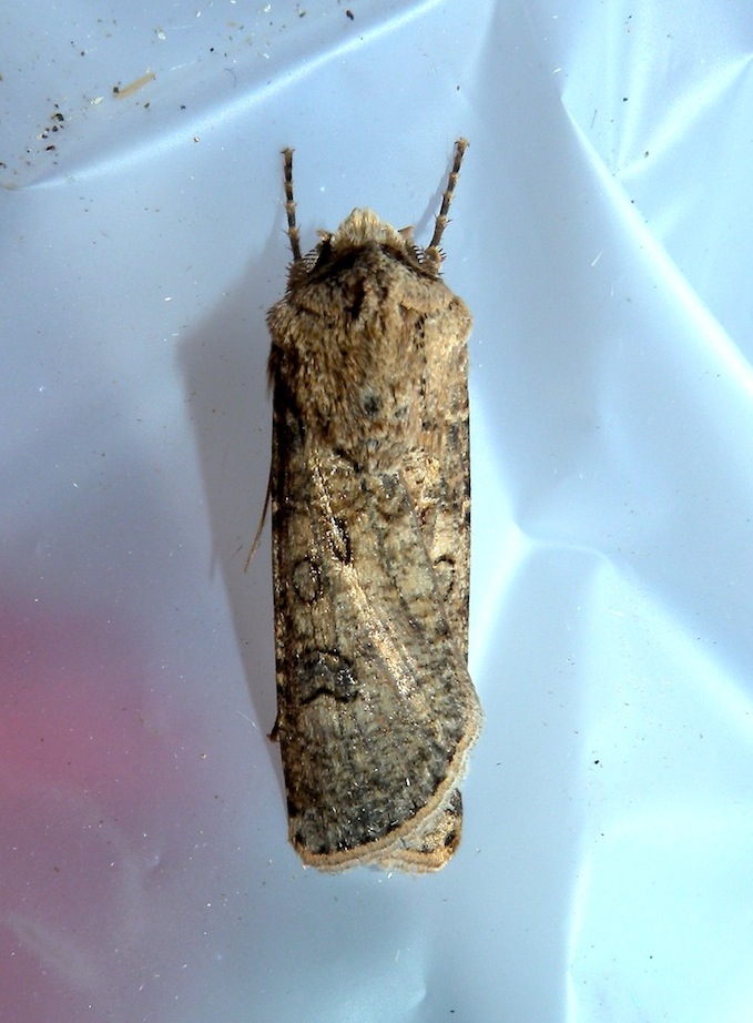 Agrotis sp.(maschio) ? Agrotis segetum