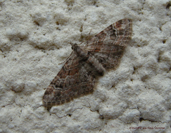 Gymnoscelis rufifasciata