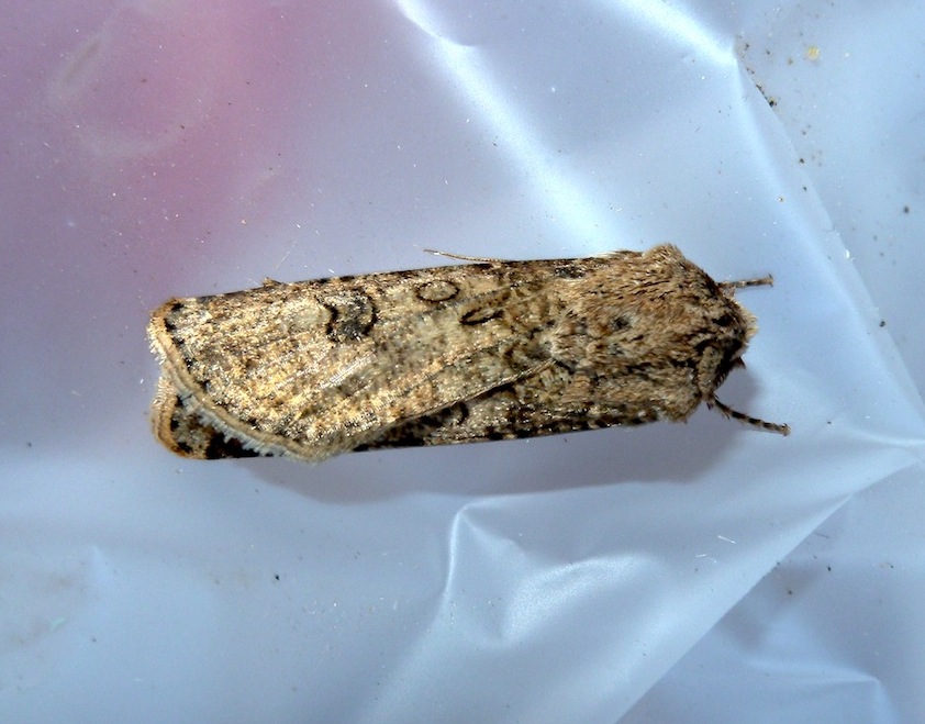 Agrotis sp.(maschio) ? Agrotis segetum