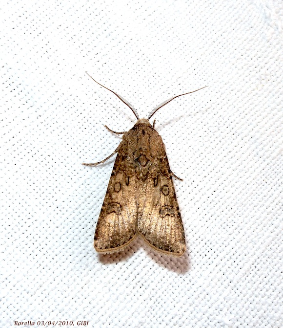 Agrotis sp.(maschio) ? Agrotis segetum