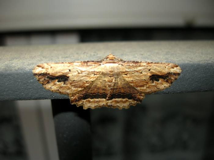 Menophra abruptaria? - S