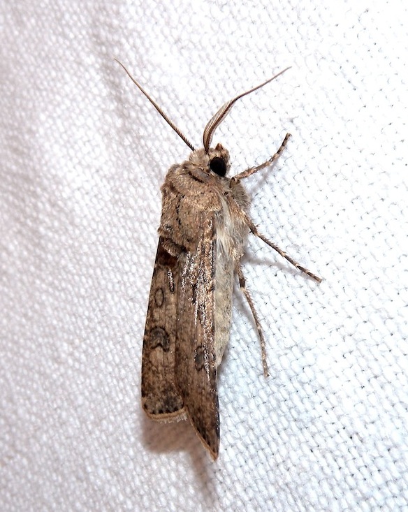 Agrotis sp.(maschio) ? Agrotis segetum