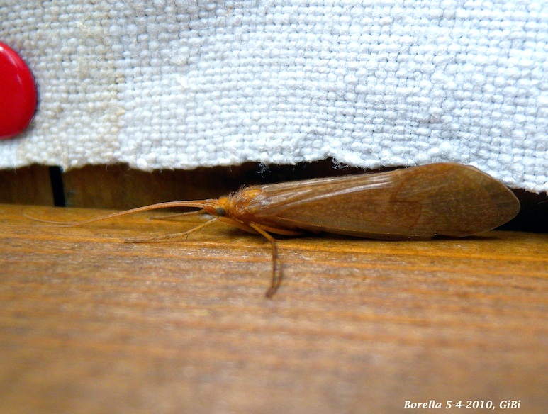 Limnephilidae