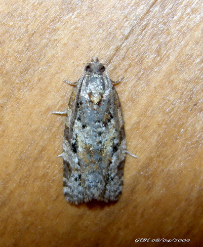 Microlepidottero