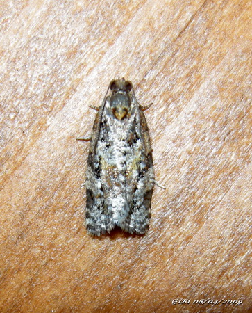 Microlepidottero