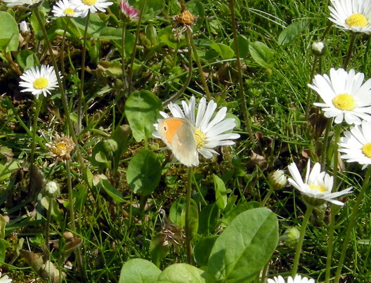 Coenonympha pamphilus