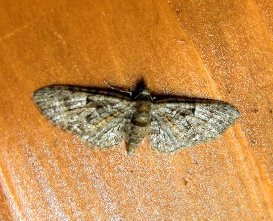 Notturna n° 3