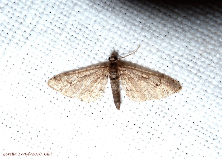 Eupithecia sp. ?