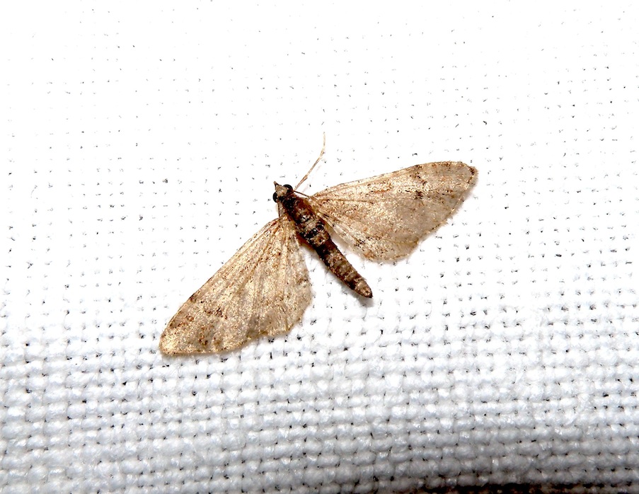 Eupithecia sp. ?