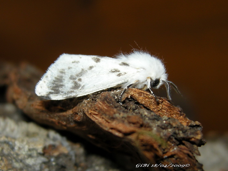 Bianchino 2 - Hyphantria cf. cunea