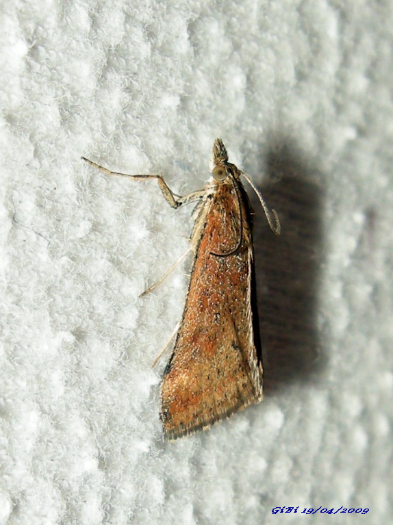 Pyralidae dubbia