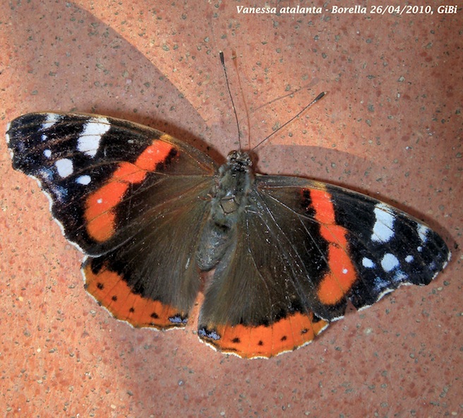 Vanessa atalanta