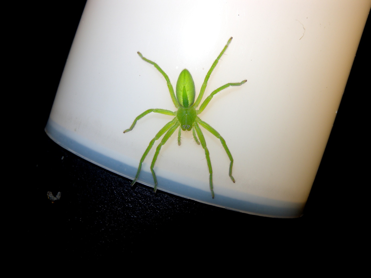 Micrommata virescens