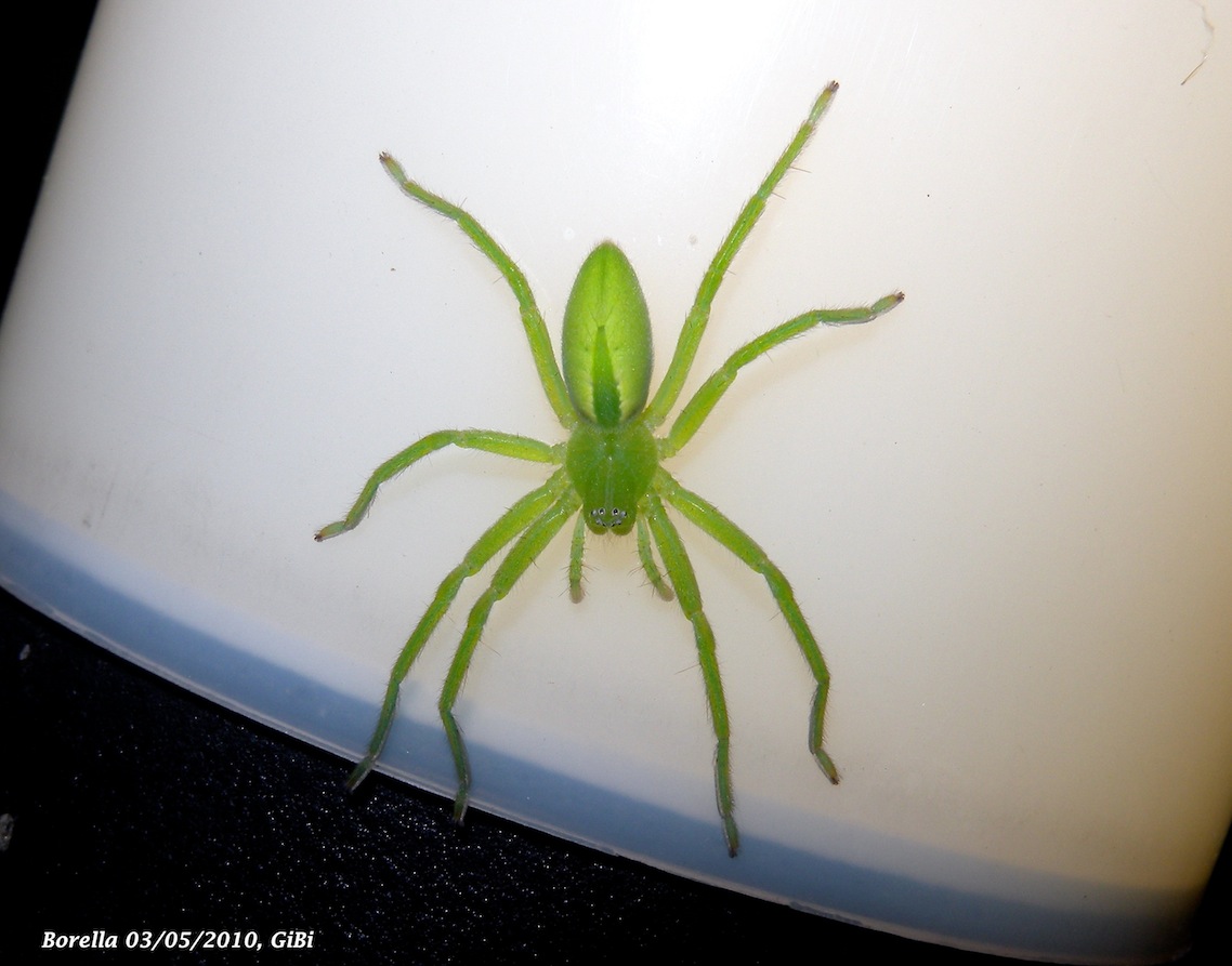 Micrommata virescens