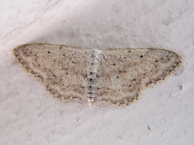 Idaea seriata ?