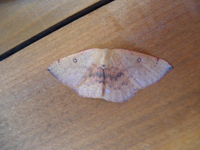 Cyclophora puppillaria ?