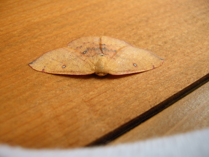 Cyclophora puppillaria ?