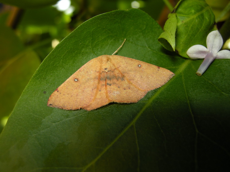 Cyclophora puppillaria ?