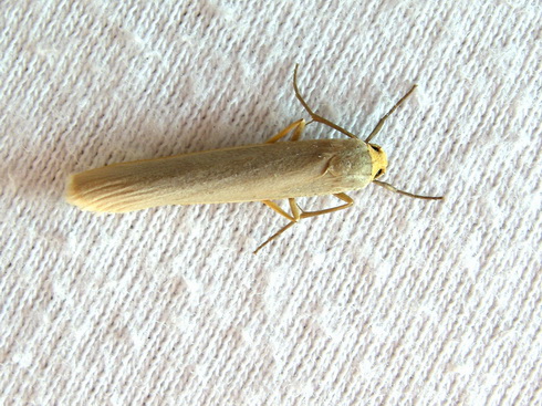 Eilema sp. ???