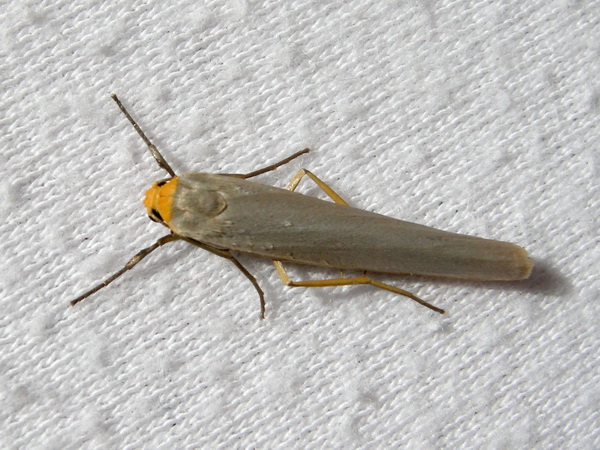 Eilema sp. ???