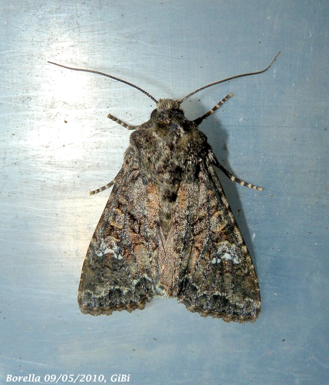 Mamestra brassicae, suppongo - S