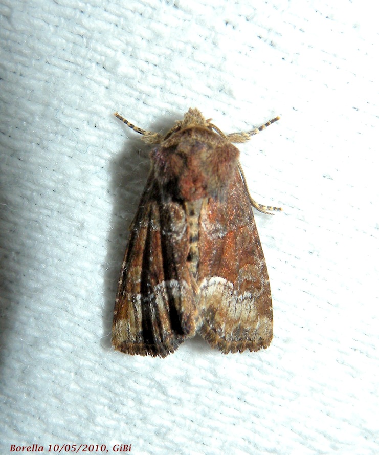 Piccola Noctuidae da id.