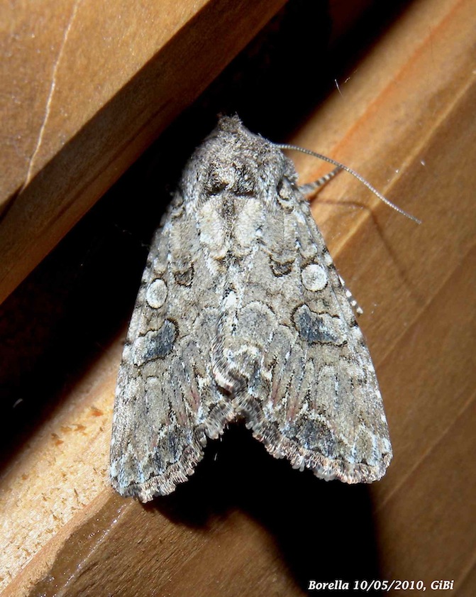 Noctuidae da identificare : Anarta (Calocestra) trifolii