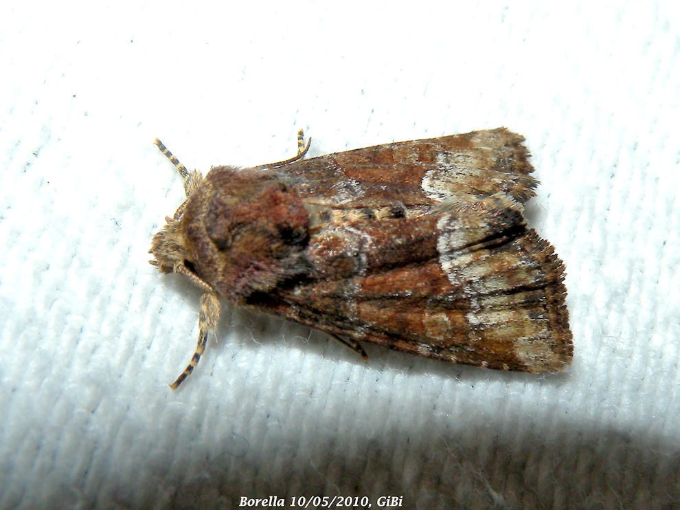 Piccola Noctuidae da id.