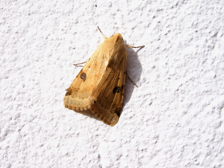 Notturna al Sole - Heliothis peltigera