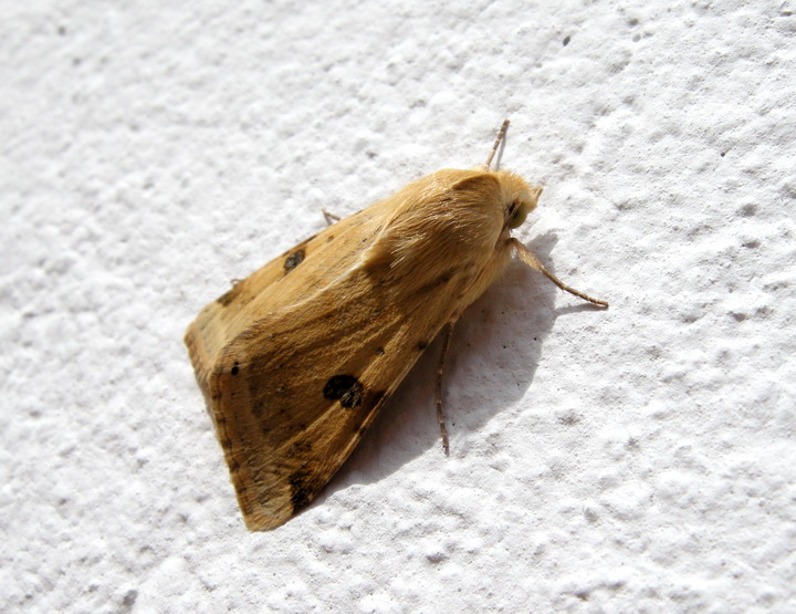 Notturna al Sole - Heliothis peltigera