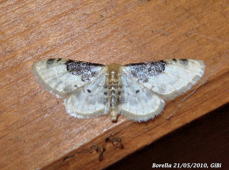 Idaea filicata ?